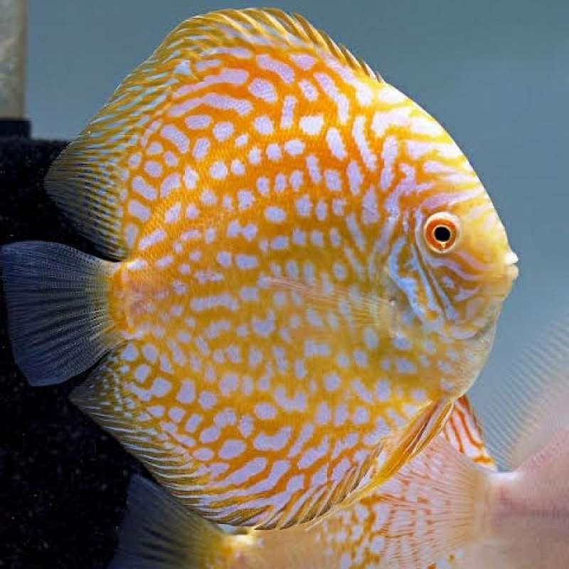 YELLOW PIGEON Discus